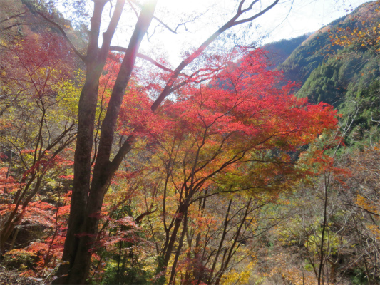 f:id:aohige0718:20181125133441j:plain 三条の湯"ゲート周辺紅葉"