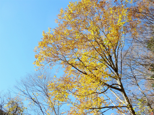 f:id:aohige0718:20181125133613j:plain 生き残っている紅葉