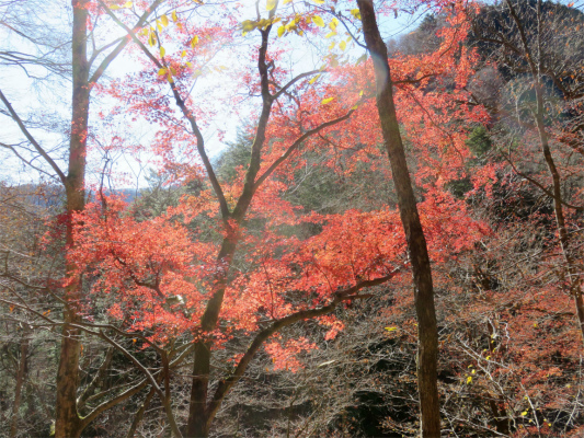 f:id:aohige0718:20181125133734j:plain 三条の湯周辺赤色の紅葉