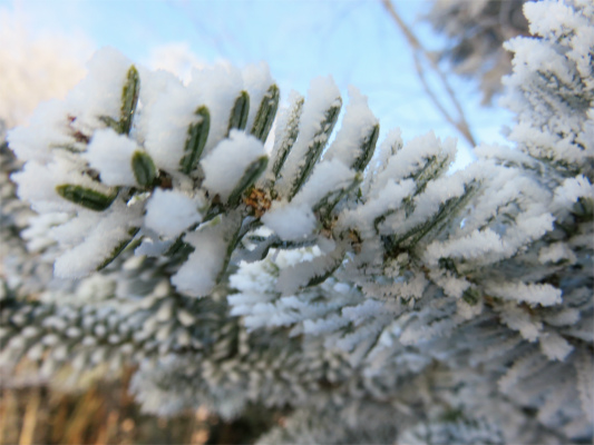 雲取山・雲取山荘雪景色