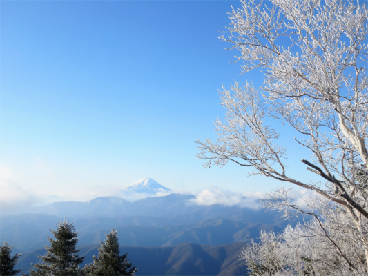 雲取山で富士山と霧氷の夢のコラボレーション