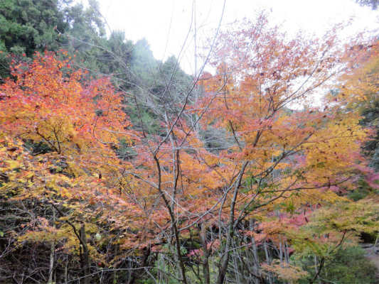 哀愁漂う感じの紅葉