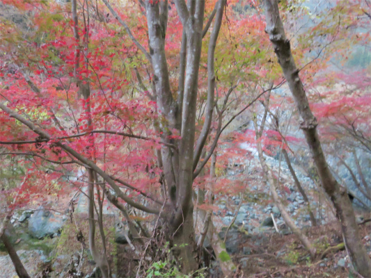 f:id:aohige0718:20181205230227j:plain 寄方面の紅葉