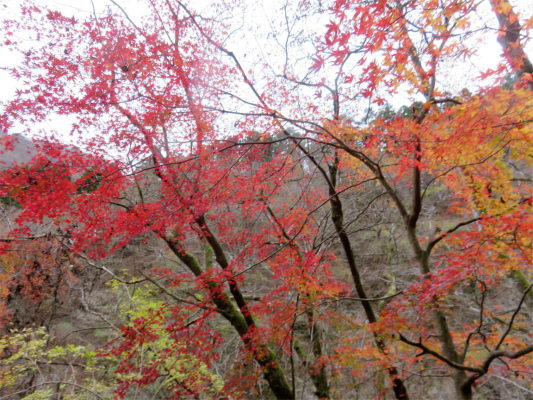 マルガヤ尾根紅葉