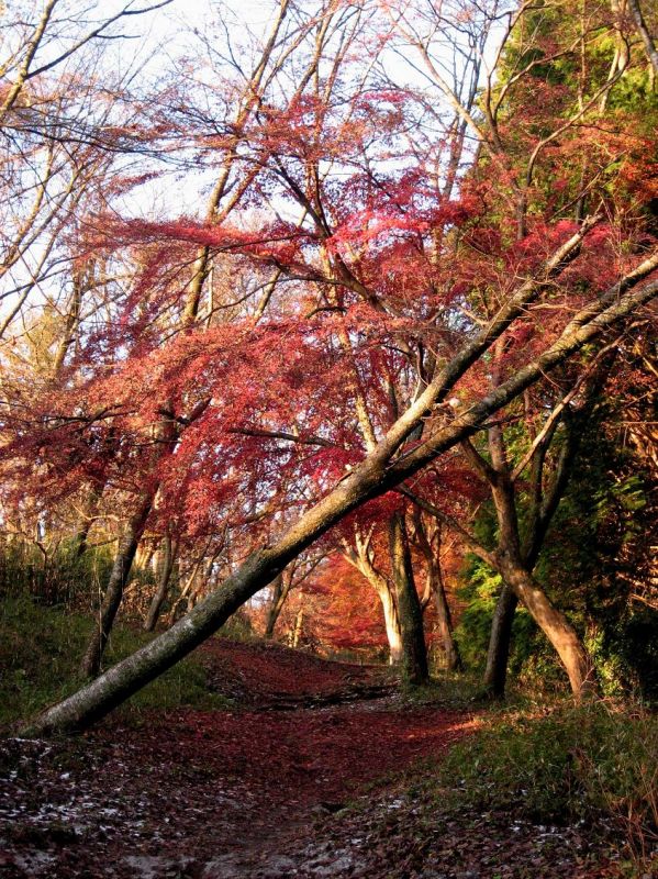 f:id:aohige0718:20181221215743j:plain 箱根のハイキング癒しのコース