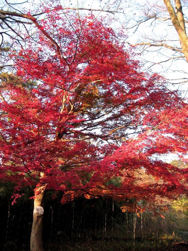 f:id:aohige0718:20181221215749j:plain 雄大な箱根の自然