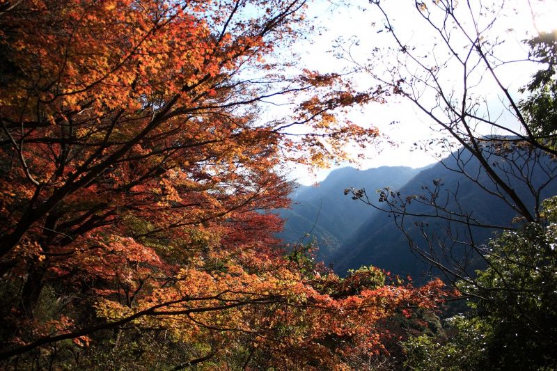 f:id:aohige0718:20181221215914j:plain 飛竜ノ滝周辺の紅葉