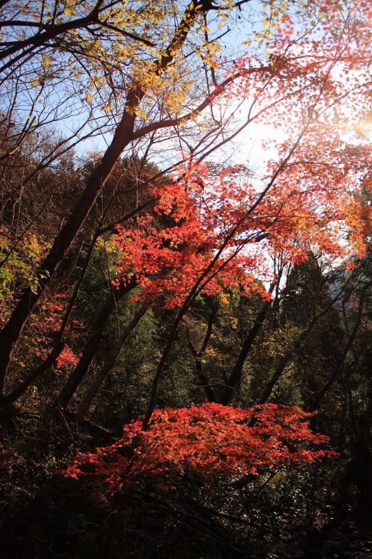 f:id:aohige0718:20181221215928j:plain 紅葉が綺麗紅葉が綺麗