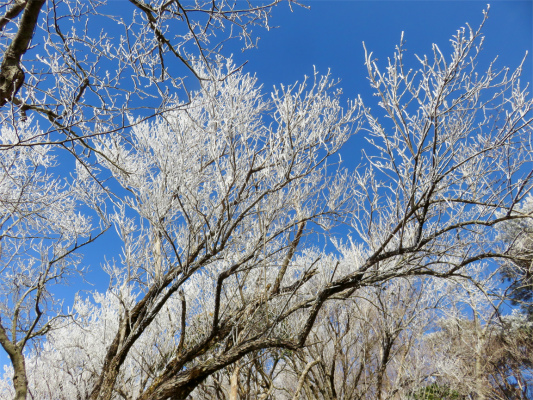 f:id:aohige0718:20190211204920j:plain 花立山荘の上からは霧氷の森