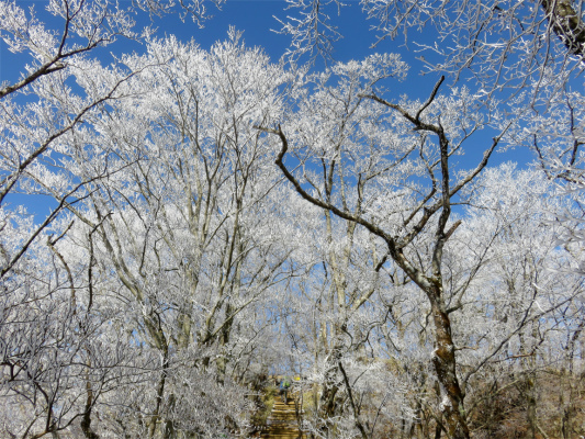 f:id:aohige0718:20190211205522j:plain 花立山荘塔ノ岳は霧氷が出来やすい地形