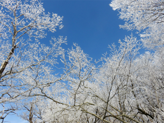 f:id:aohige0718:20190211205657j:plain 霧氷の景色も見飽きてきた