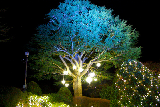 強羅公園のイルミネーション