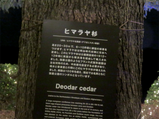 箱根強羅公園のシンボルツリーヒマラヤ杉