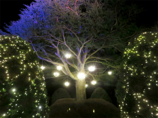 ヒマラヤ杉のライトアップ箱根の夜