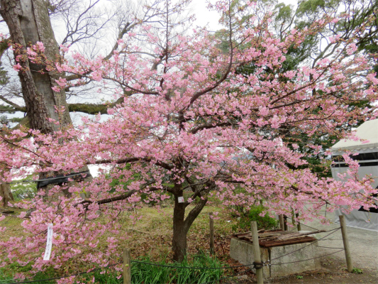 小田原城の梅の花