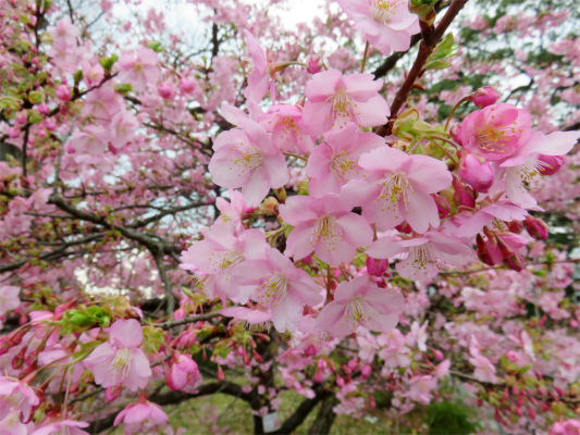 小田原城址公園河津桜