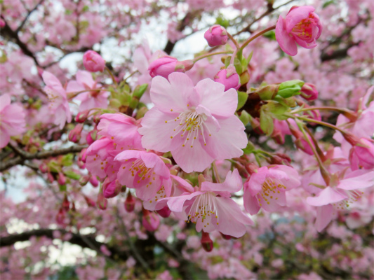 河津桜のお花