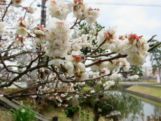 小田原城の梅の花開花