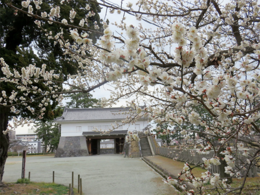 小田原城の梅の花白色が多い