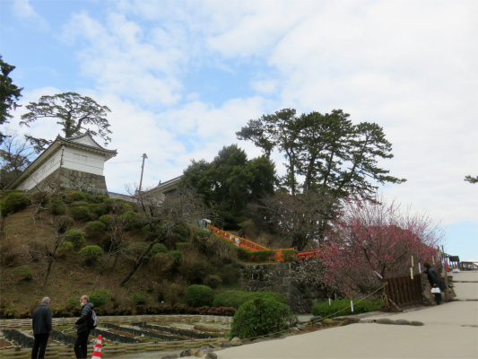 小田原城の紅梅のお花