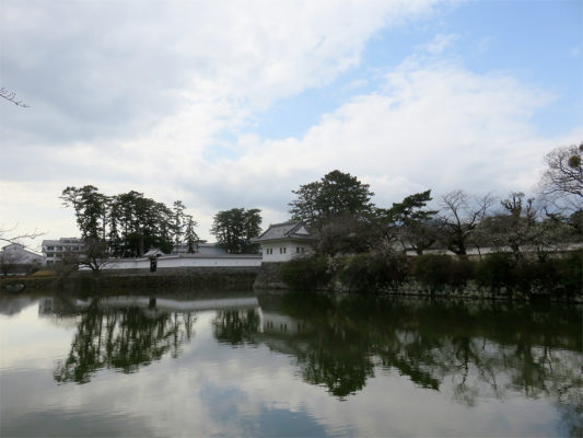 小田原城お堀桜