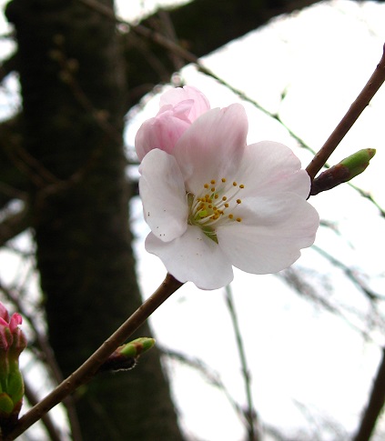 大野山ハイキング桜のお花