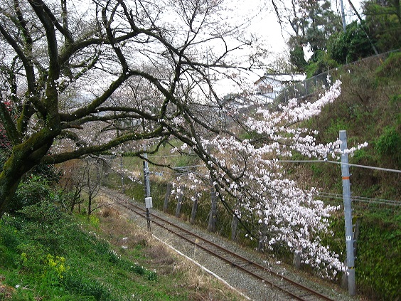 ＪＲ山北駅周辺は、桜の名所