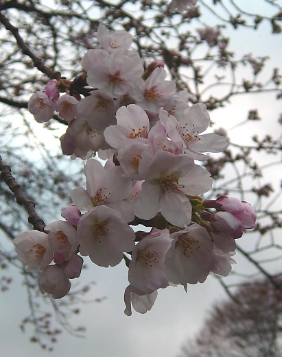 曇り空で映えない桜