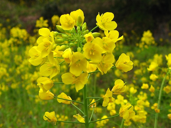 大野山ハイキングコース菜の花