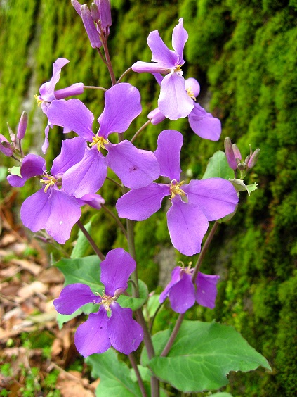 大野山ハイキングコース花