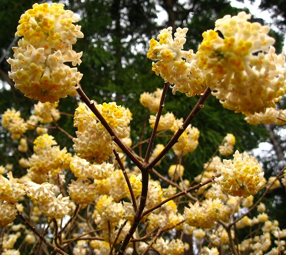 大野山ミツマタの花が満開