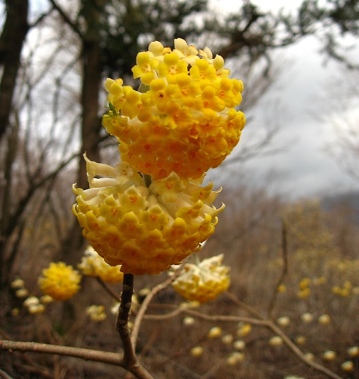 ミツバ岳のミツマタの花