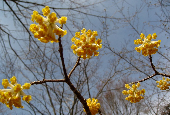 ミツマタの花は、名前の通り三つの又