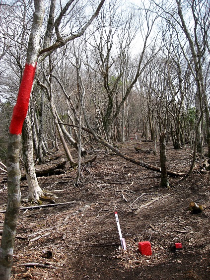 ミツバ岳から権現山まで破線ルート