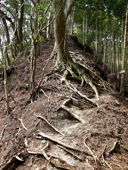 本杉峠尾根上に登山道