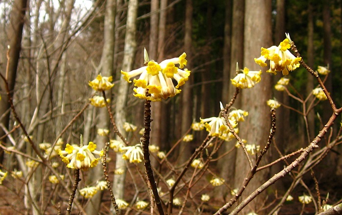 権現山～屏風岩山の間にもミツマタの花