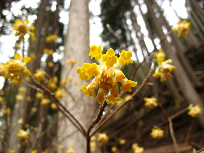 畦ヶ丸周辺にもミツマタの花が咲いている