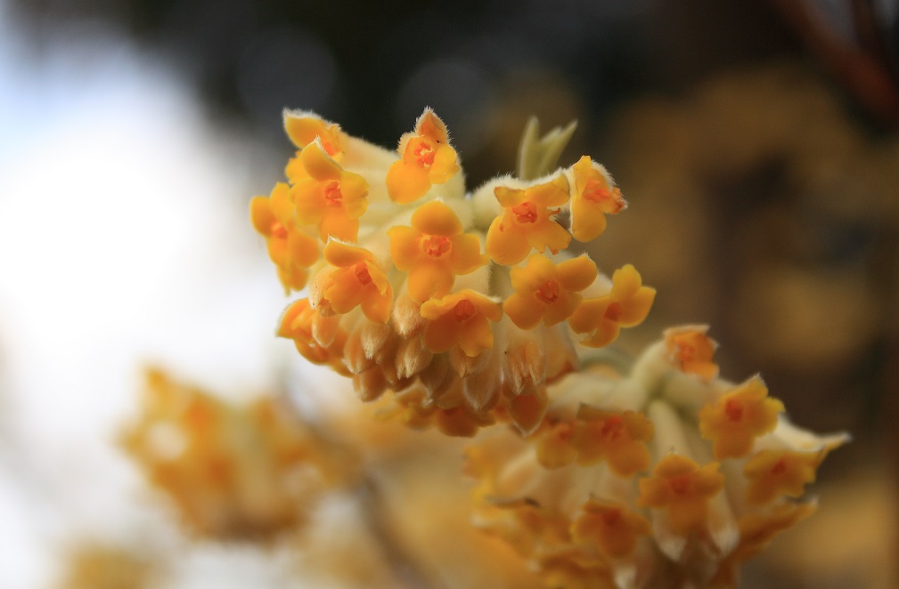 ミツマタの花を間近に見ている