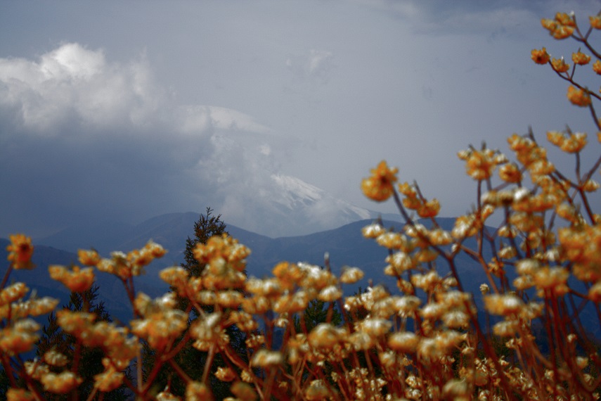 ミツバ岳から富士山