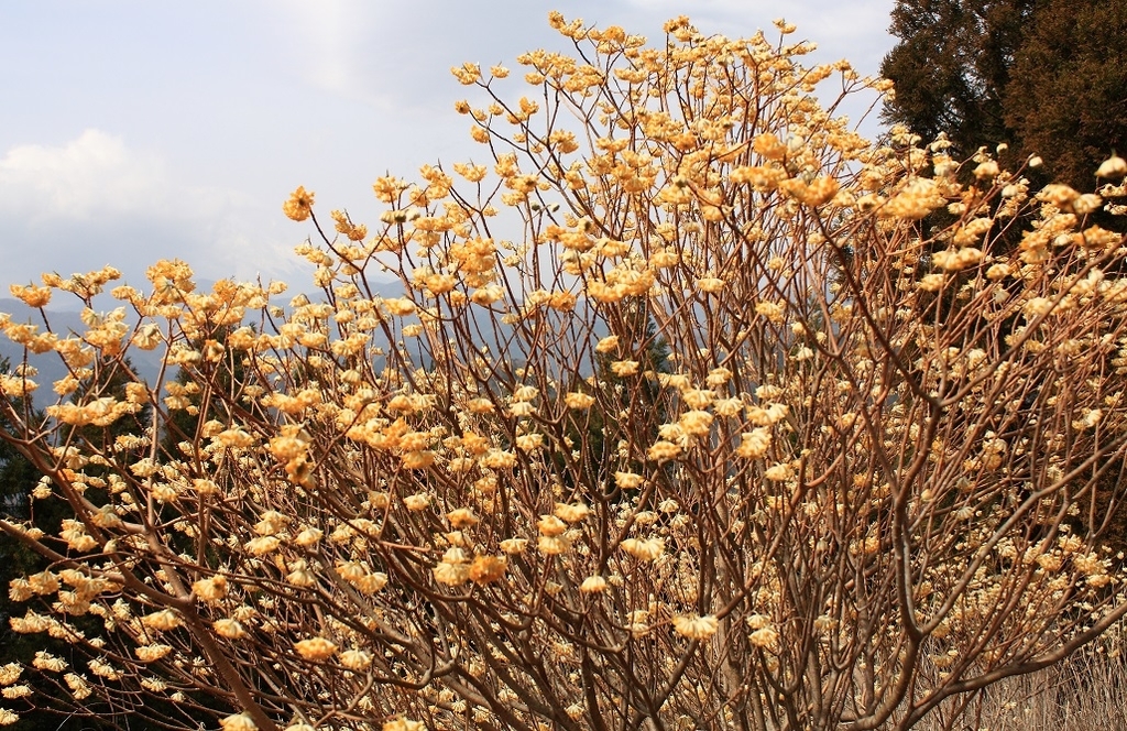 ツマタの花が凄い