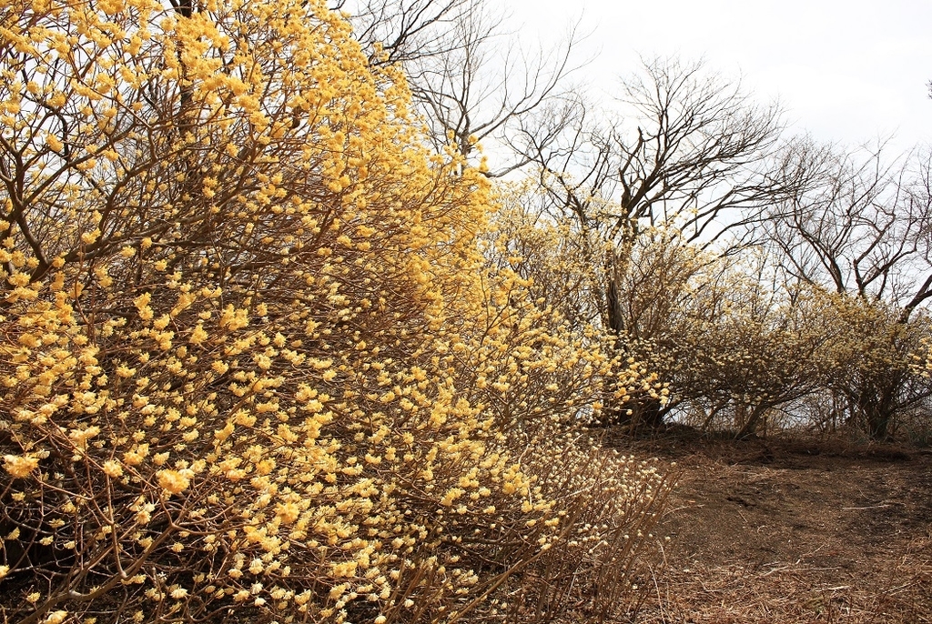 ミツマタの花とミツバ岳での時間