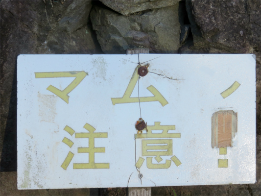 f:id:aohige0718:20190309193559j:plain 八王子城址周辺マムシ