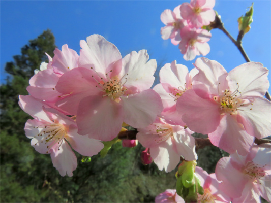 八王子城址を絡めて北高尾山稜を縦走中の花