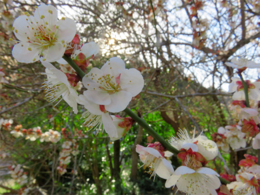 f:id:aohige0718:20190309195456j:plain 陣渓園梅の花