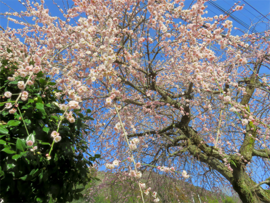 f:id:aohige0718:20190309195537j:plain 枝垂れ梅