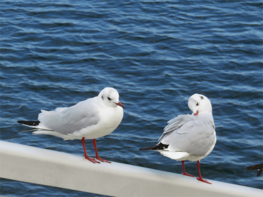熱海サンビーチ海鳥