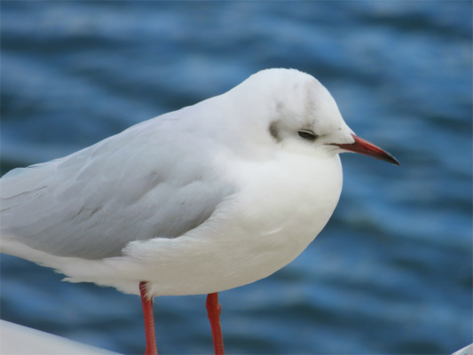 熱海サンビーチと海鳥のアップ