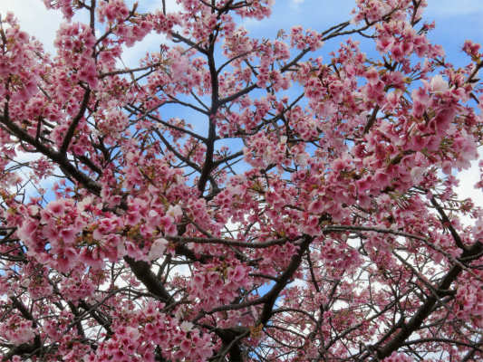 ジャカランダ遊歩道から見る河津桜