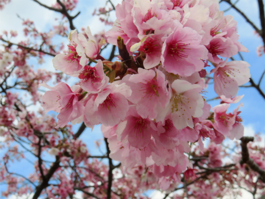熱海の観光スポット河津桜
