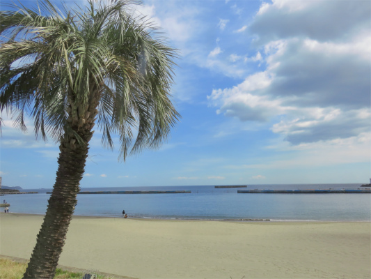 熱海の海岸ヤシの木